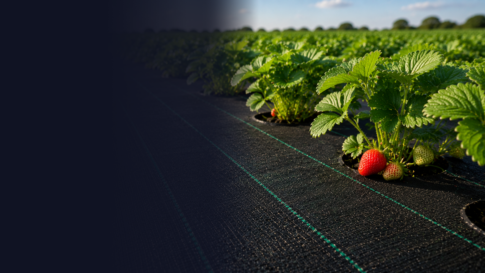 Blocks sunlight to prevent<br> weed growth and keeps <br>your farm neat